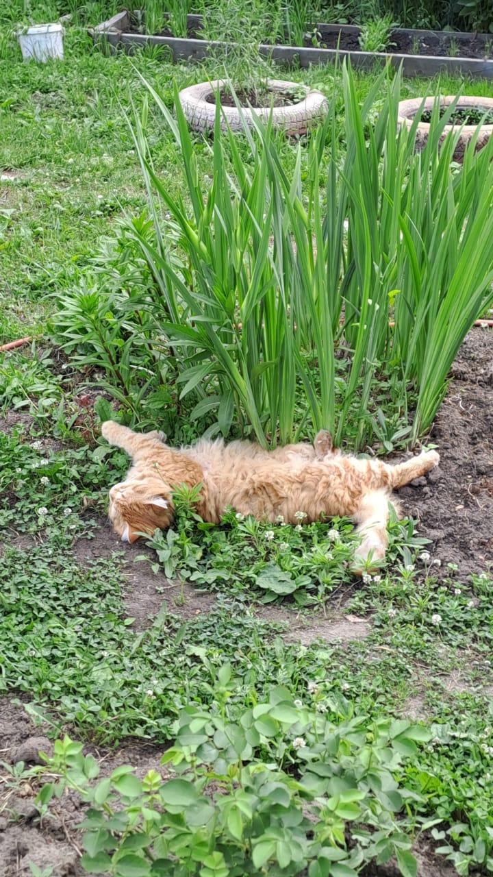 Фото В Новосибирске опубликованы кадры питомцев в День рыжего кота 9